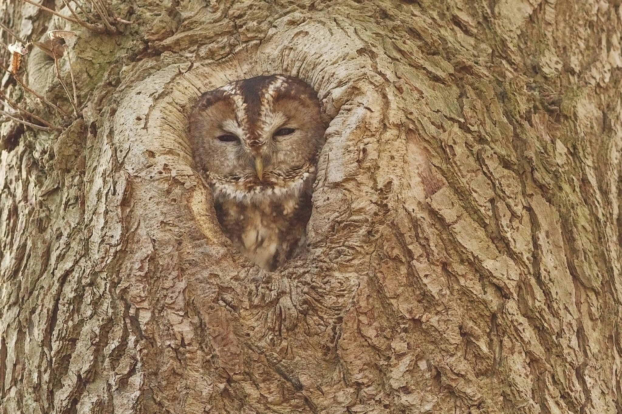 Owl hiding in a tree symbolizing the concept of Who is living off your domain name